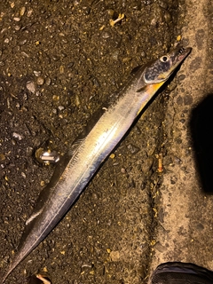 タチウオの釣果