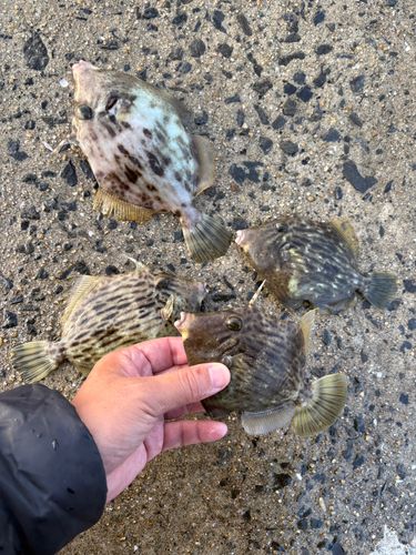 カワハギの釣果