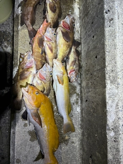 アイナメの釣果