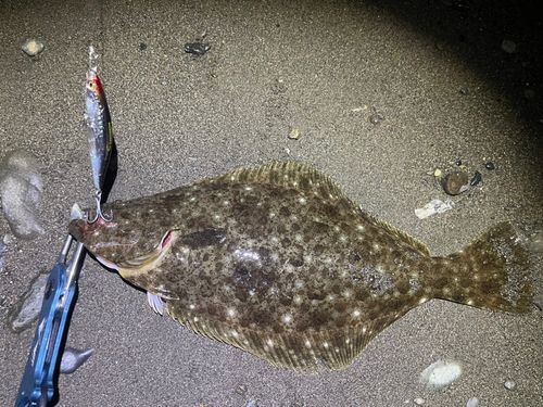 ヒラメの釣果