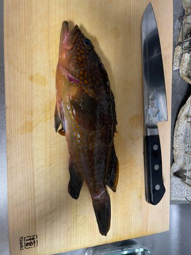 キジハタの釣果