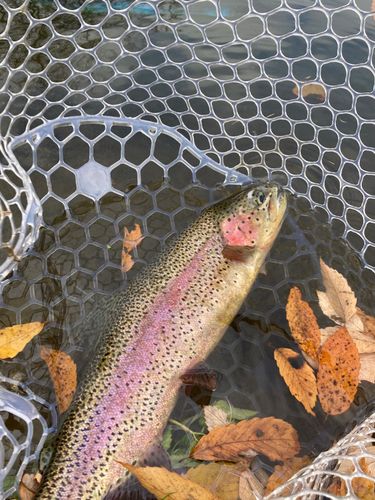 ニジマスの釣果