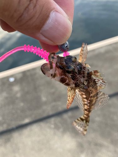 アナハゼの釣果