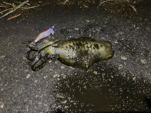 アオリイカの釣果