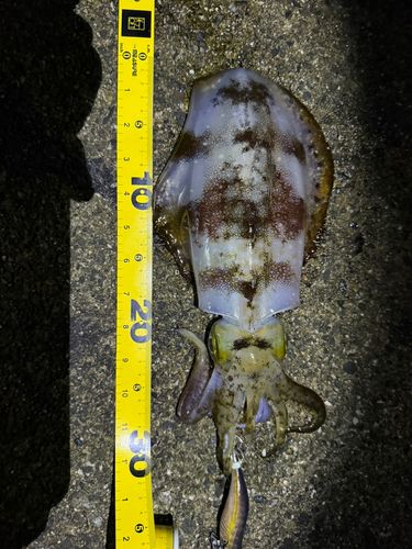 アオリイカの釣果