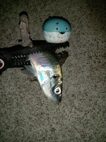 マアジの釣果