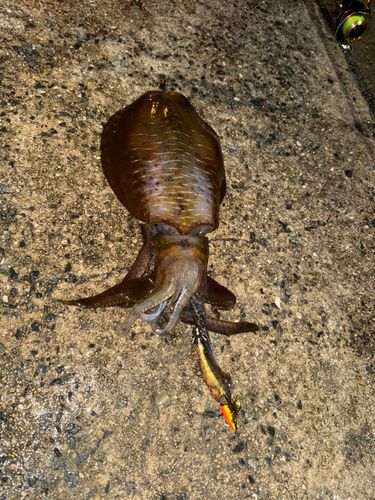 アオリイカの釣果