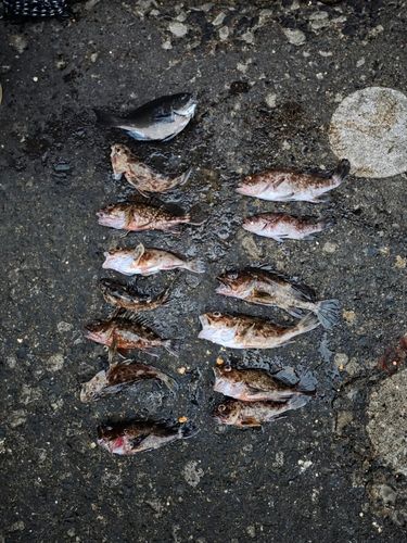 常滑りんくう釣り護岸