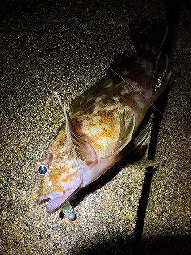カサゴの釣果