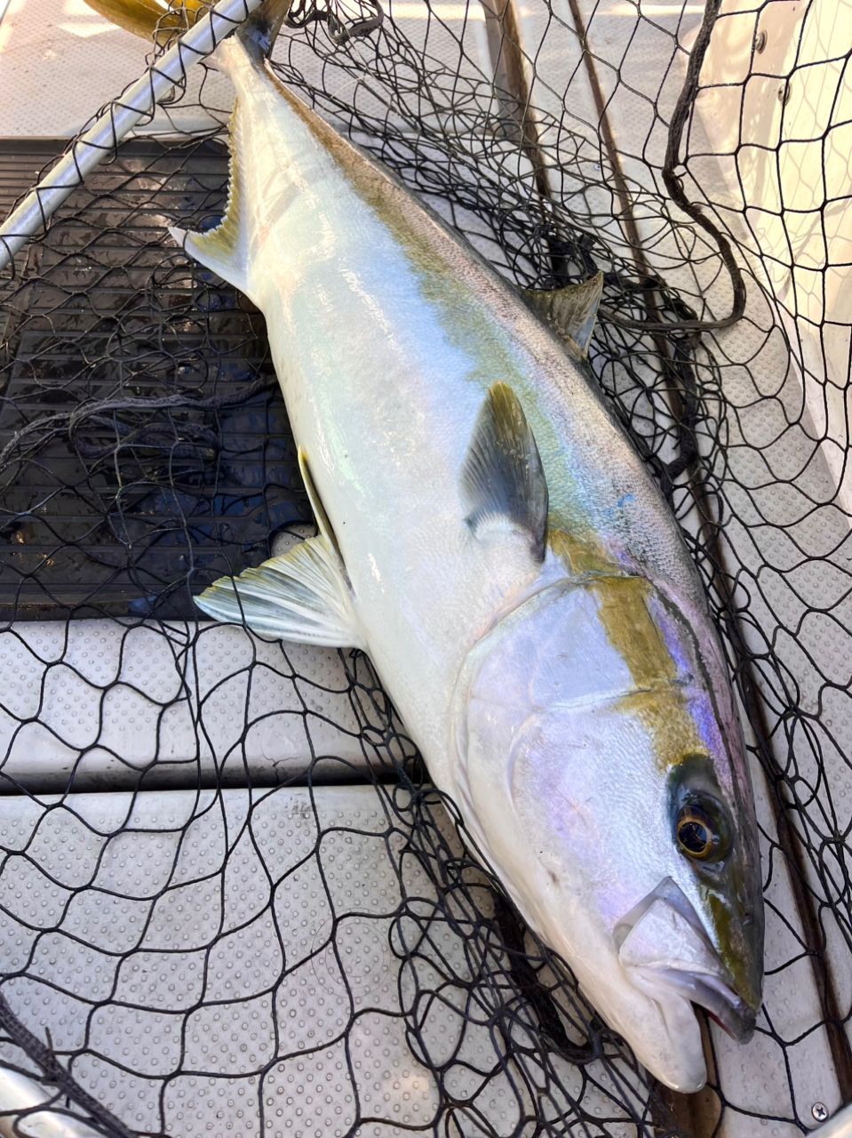 遊漁船 足立丸さんの釣果 1枚目の画像