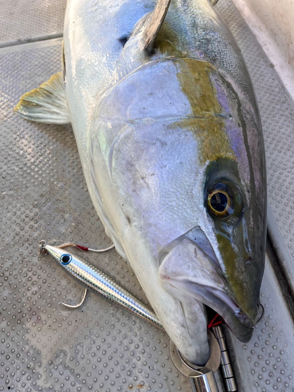 遊漁船 足立丸さんの釣果 2枚目の画像