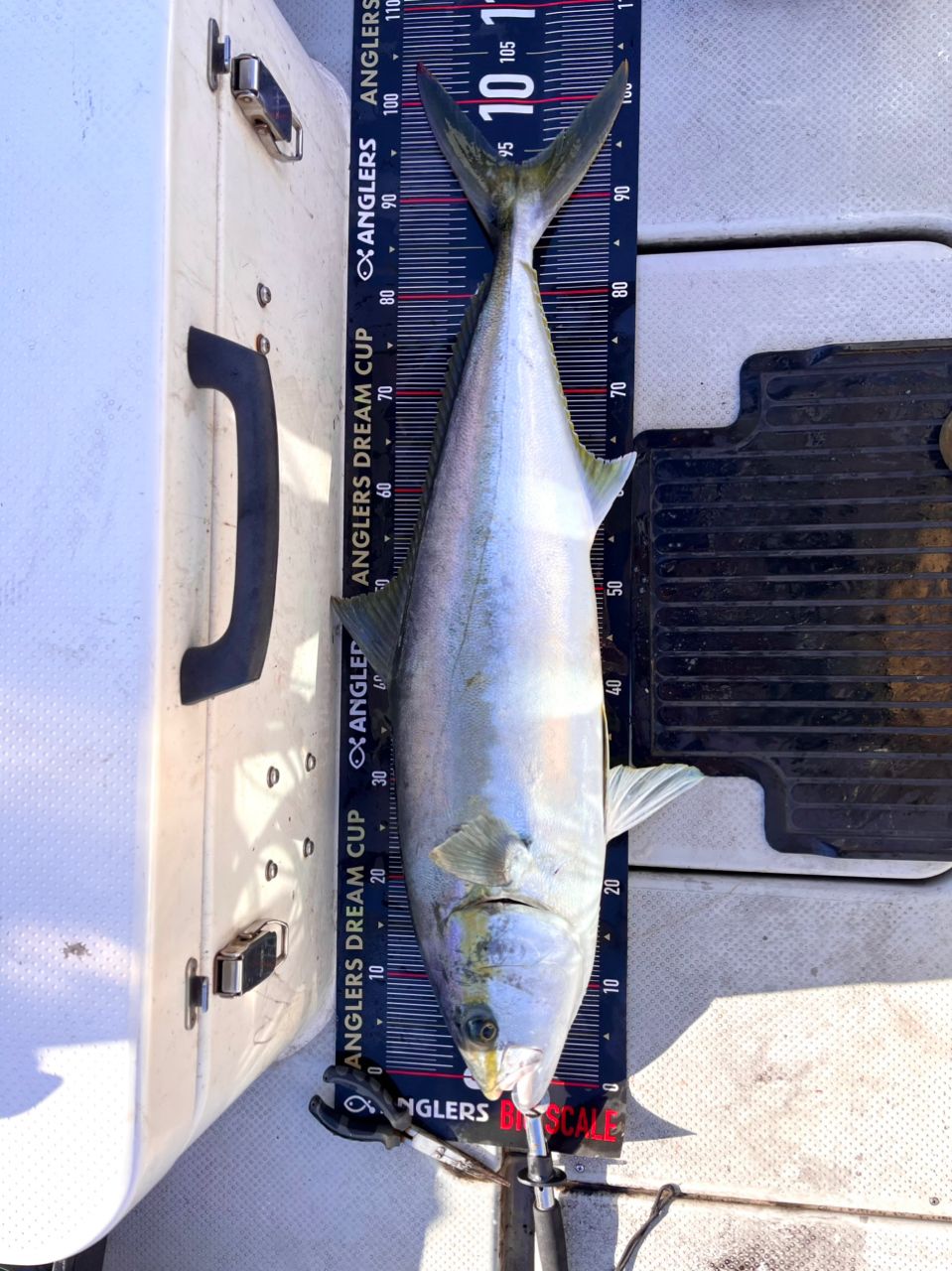 遊漁船 足立丸さんの釣果 3枚目の画像