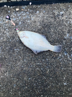 クロガシラガレイの釣果