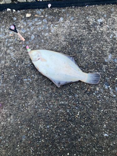 クロガシラガレイの釣果