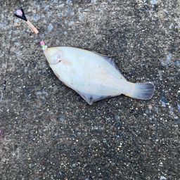 クロガシラガレイ