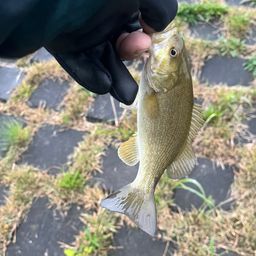 スモールマウスバス