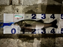 シーバスの釣果