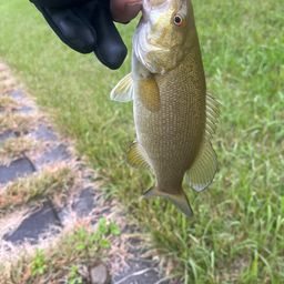 スモールマウスバス