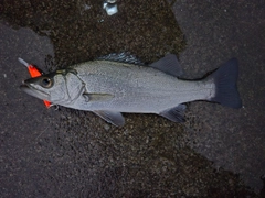 セイゴ（ヒラスズキ）の釣果