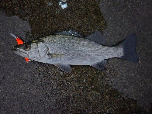 セイゴ（ヒラスズキ）の釣果