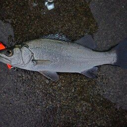 セイゴ（ヒラスズキ）