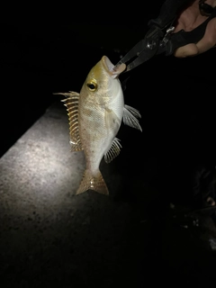 フエフキダイの釣果