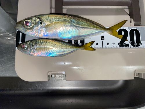 マアジの釣果