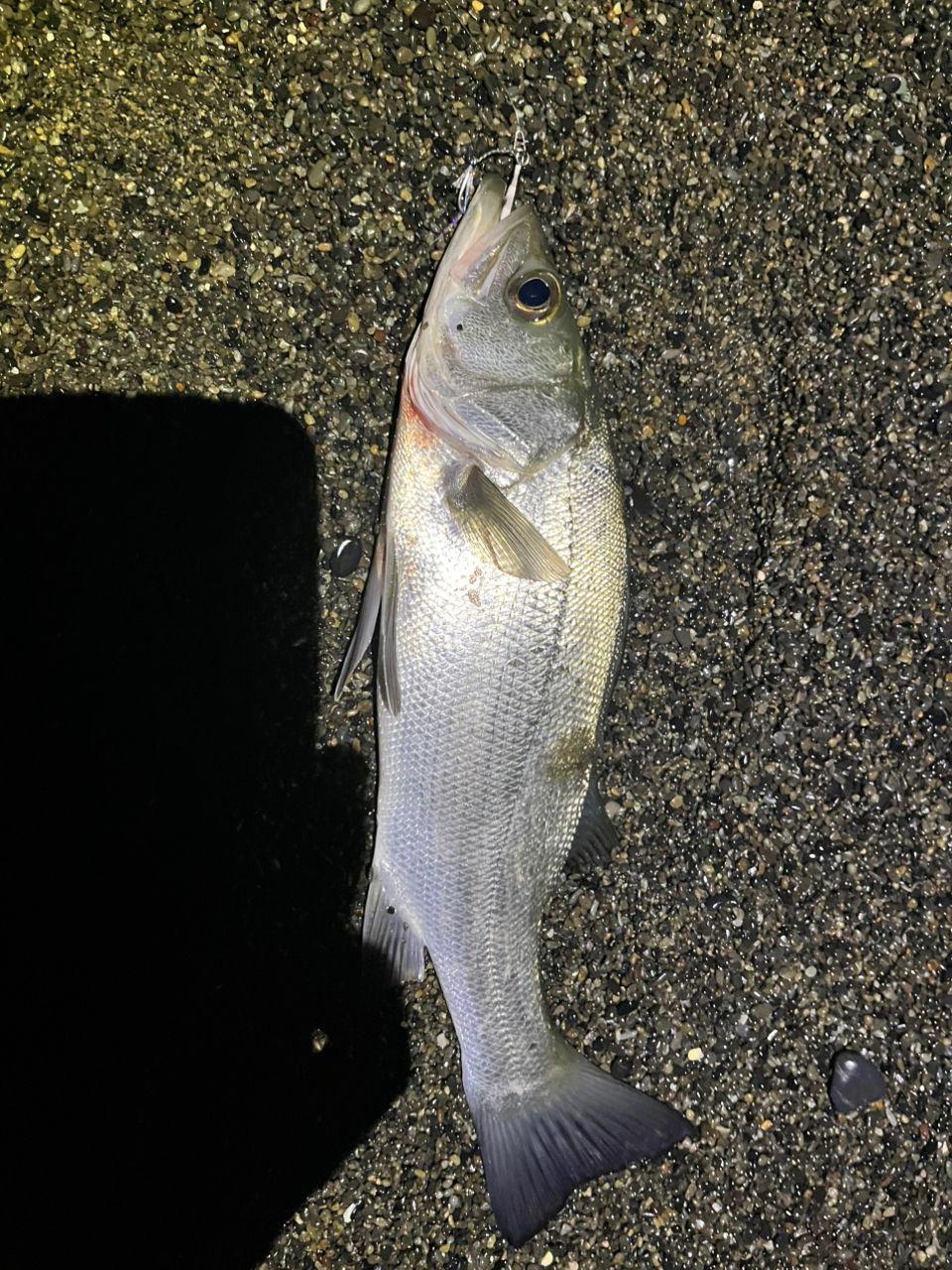 フッコ（ヒラスズキ）