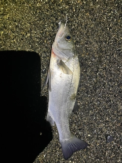 フッコ（ヒラスズキ）の釣果