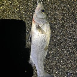 フッコ（ヒラスズキ）