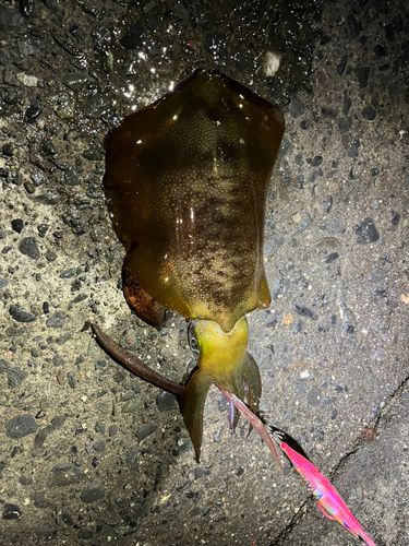 アオリイカの釣果