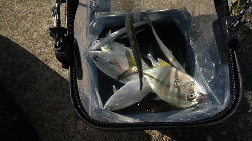 イケカツオの釣果