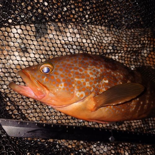 キジハタの釣果