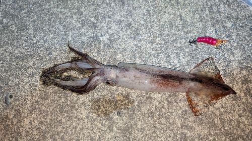 三陸海岸（岩手）