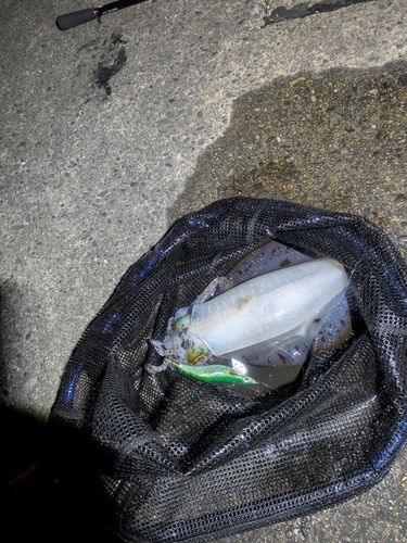 東京湾（富津〜金谷）