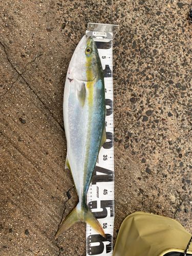 フクラギの釣果