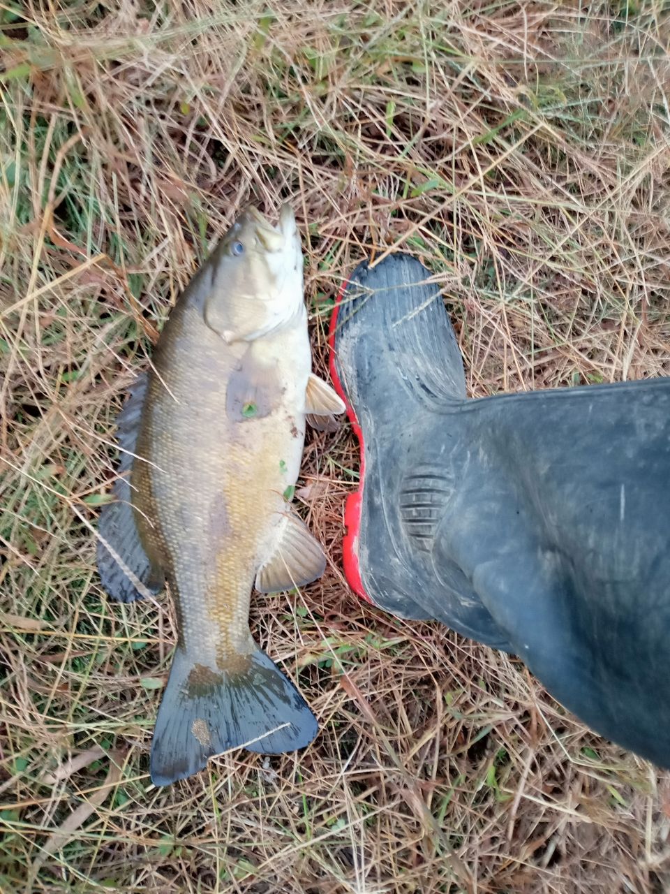 スモールマウスバス