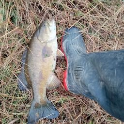 スモールマウスバス