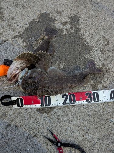 トウベツカジカの釣果