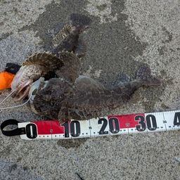 トウベツカジカ