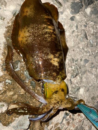 アオリイカの釣果