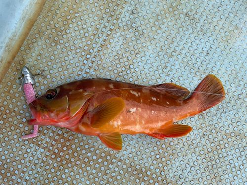 アカハタの釣果