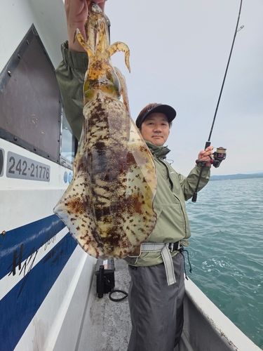 アオリイカの釣果