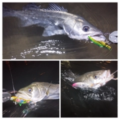 シーバスの釣果