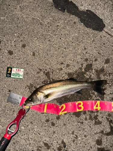 セイゴ（マルスズキ）の釣果