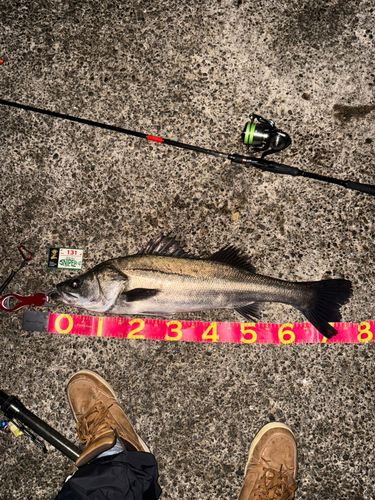 シーバスの釣果