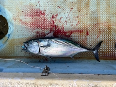 スマガツオの釣果