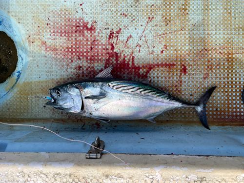 スマガツオの釣果