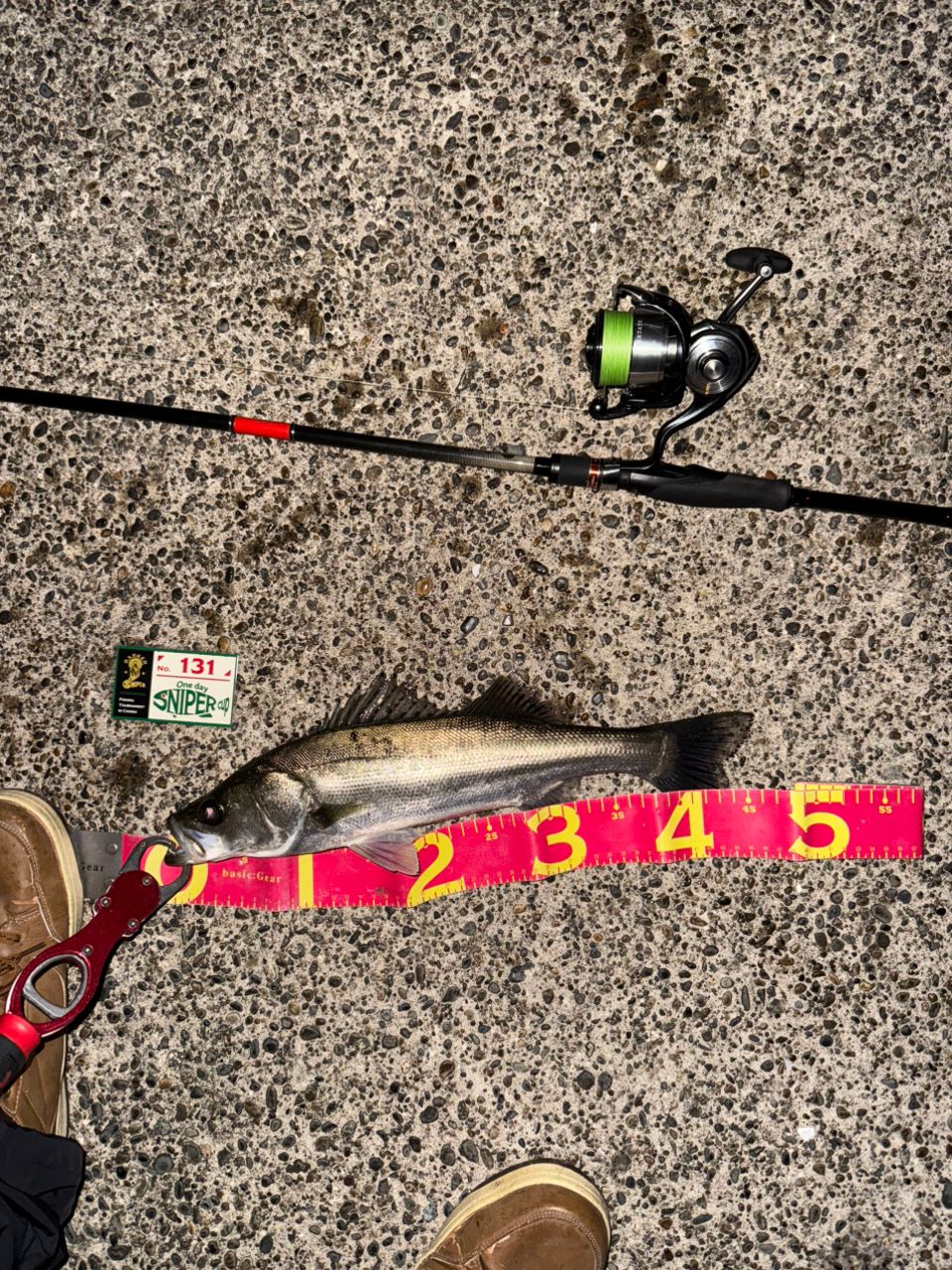 セイゴ（マルスズキ）