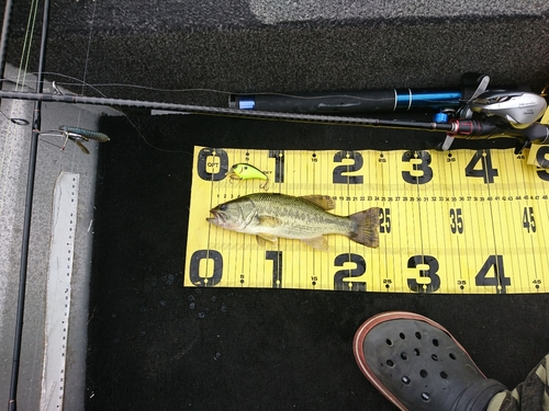 ブラックバスの釣果